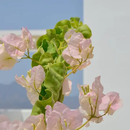 Hawk Stone דירה אדאמאס