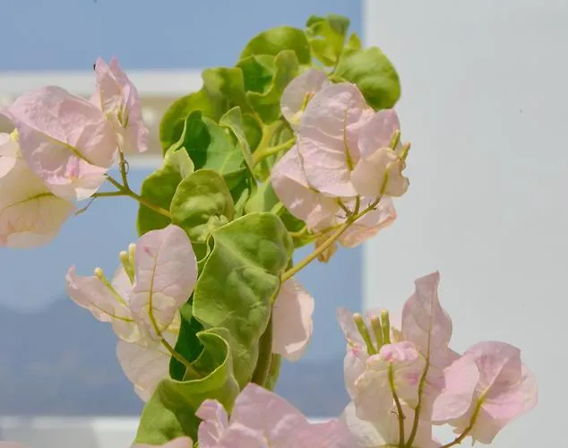 Hawk Stone Appartement Adamantas (Milos)